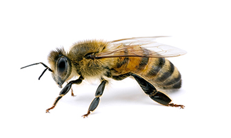 Honey Bees