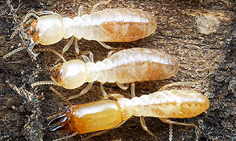 Schedorhinotermes_termites_335px