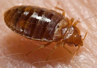bed bugs_465px