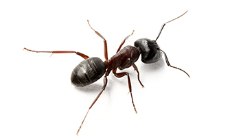 carpenter ants_335px