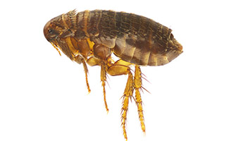 fleas_335px