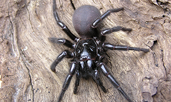 funnel web spider_335px