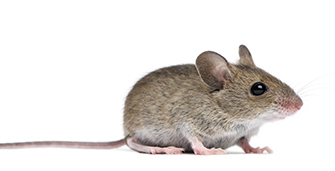 mice_335px