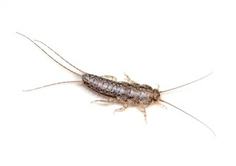 silverfish_465px