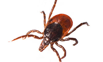 ticks_335px
