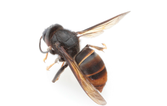 wasps
