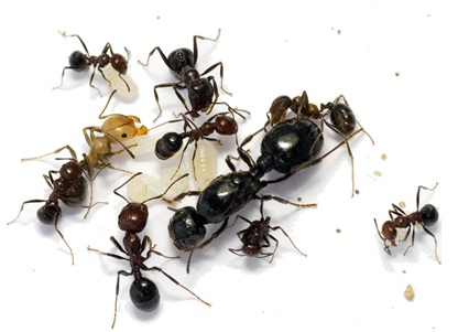 ants removal and treatment