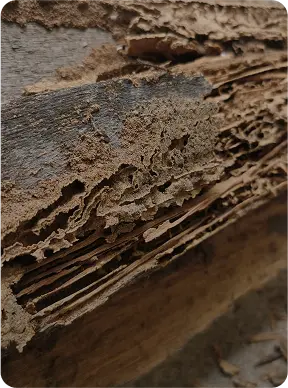 Termite damage in wood
