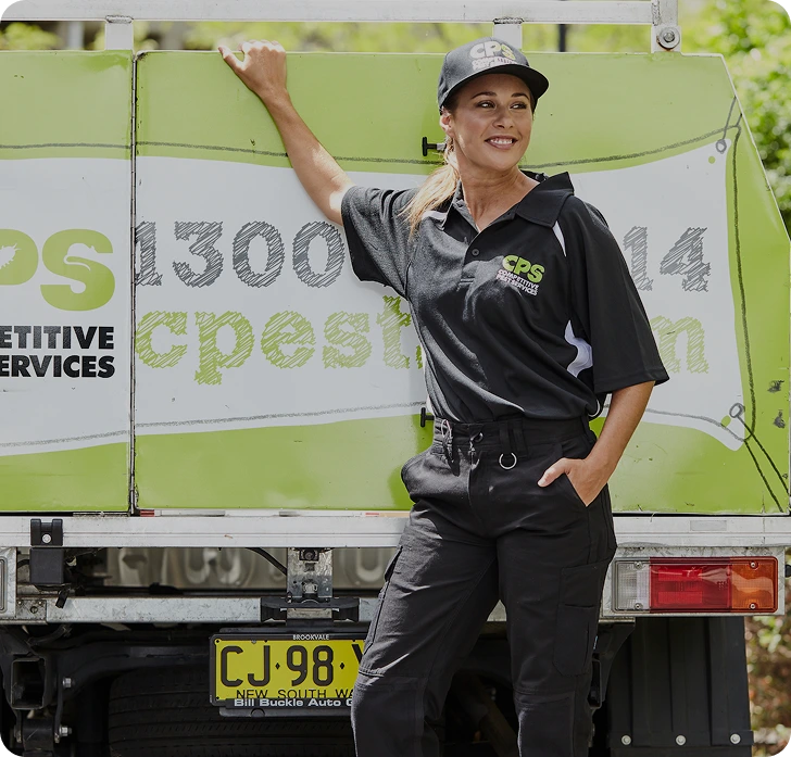 Spiders Pest Control and Treatment