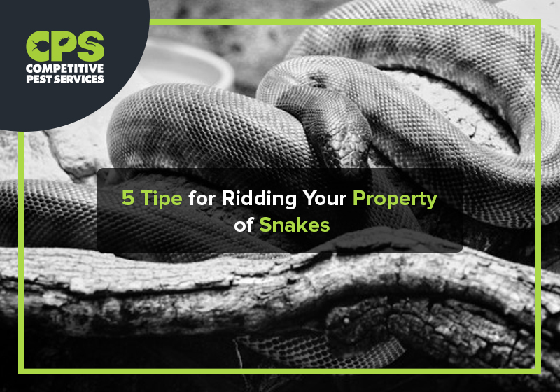 How snakes can indicate other pest issues