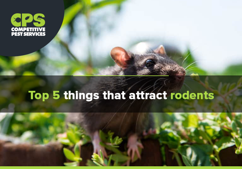 Top 5 things that attract rodents