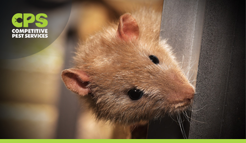 Rodents and the health risk they pose