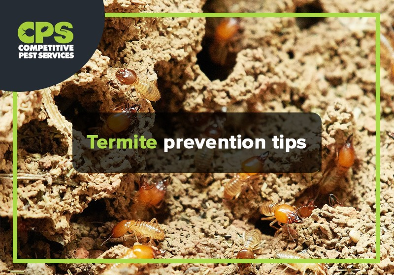 Termite prevention tips