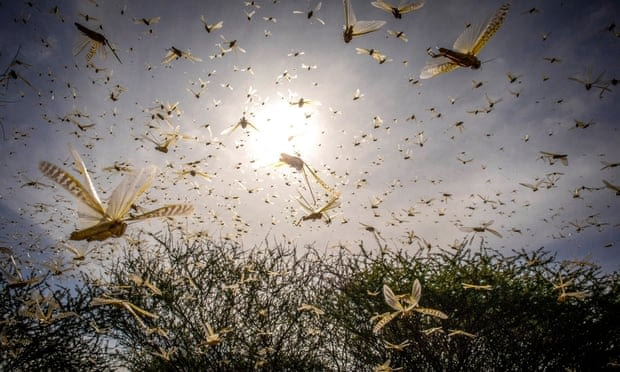 How weather affects insect problems