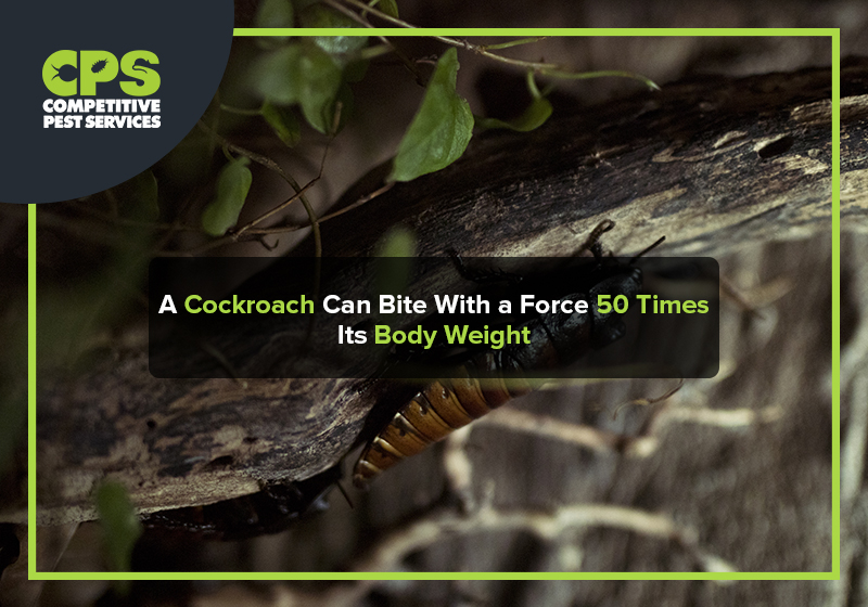 A Cockroach Can Bite With a Force 50 Times Its Body Weight