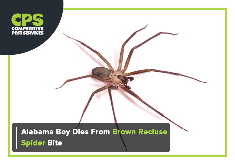 Alabama Boy Dies From Brown Recluse Spider Bite