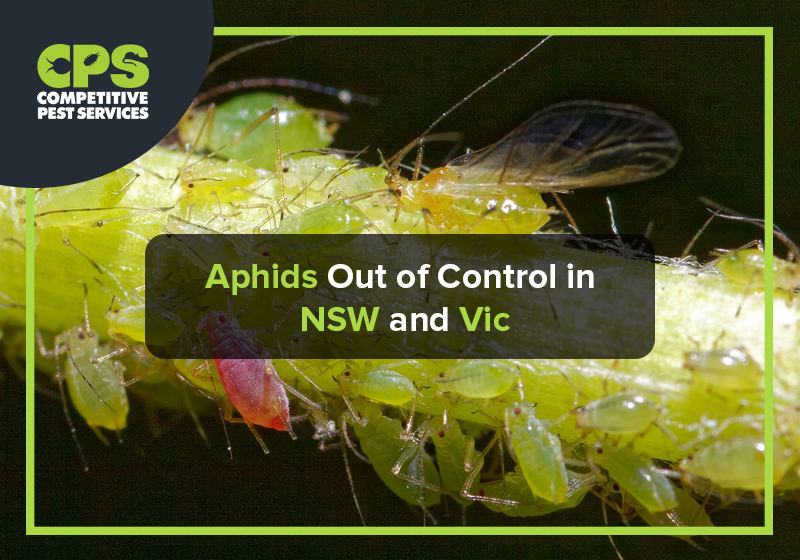 Aphids Out of Control in NSW and Vic