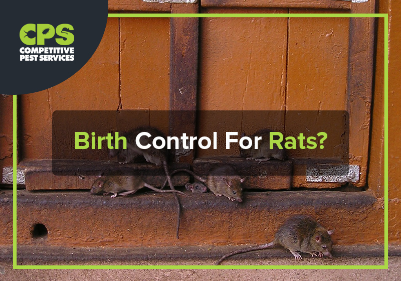 Birth Control For Rats?