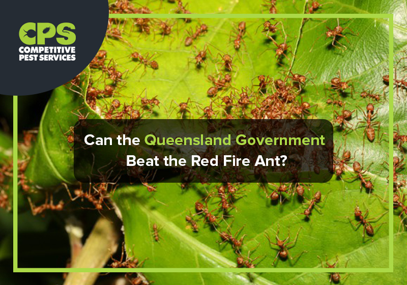 Can the Queensland Government Beat the Red Fire Ant?