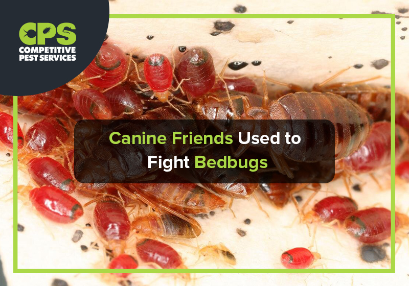 Canine Friends Used to Fight Bedbugs