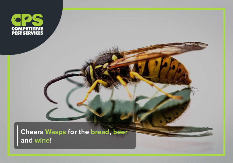 Cheers Wasps for the bread, beer and wine!