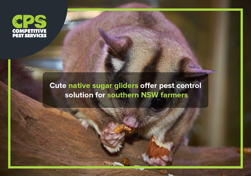 Native Sugar Gliders Pest Control