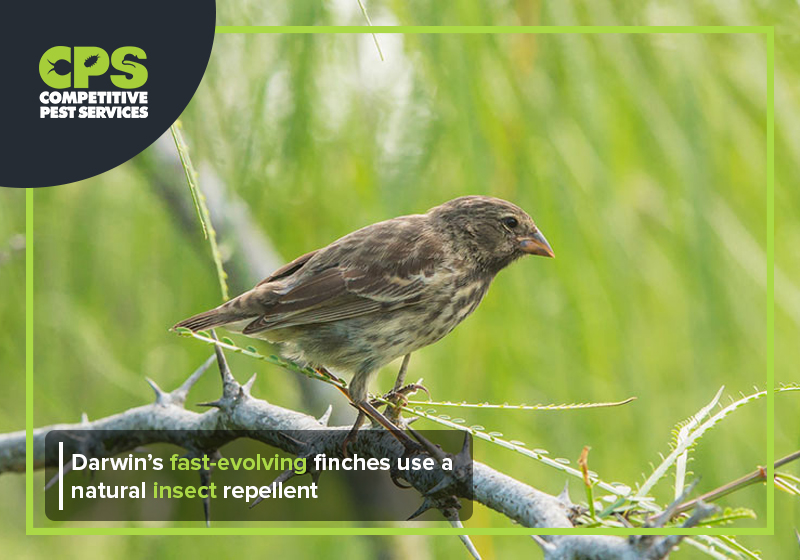 Darwin’s fast-evolving finches use a natural insect repellent