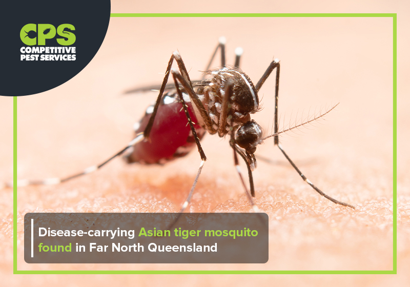 Disease-carrying Asian tiger mosquito found in Far North Queensland