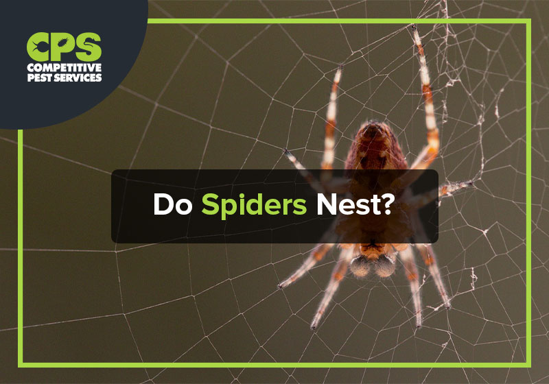 Do Spiders Nest?