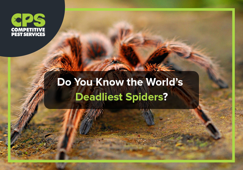 Do You Know the World’s Deadliest Spiders?