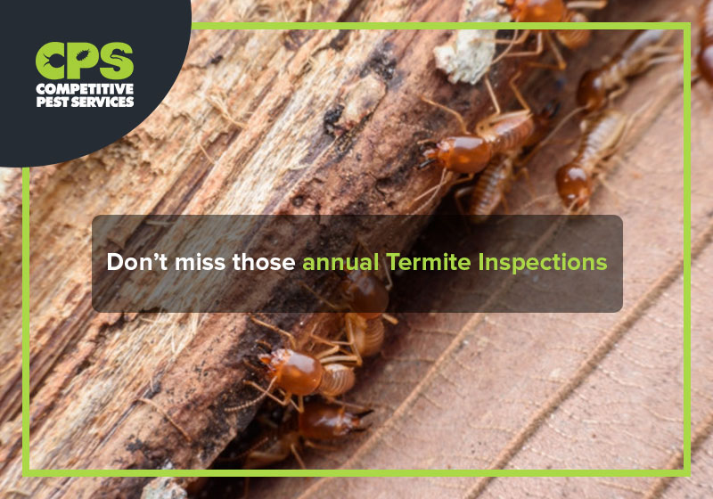 Don’t miss those annual Termite Inspections