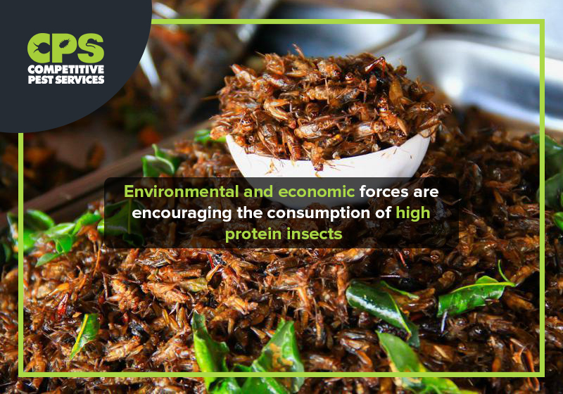 Encouraging The Consumption Of High Protein Insects