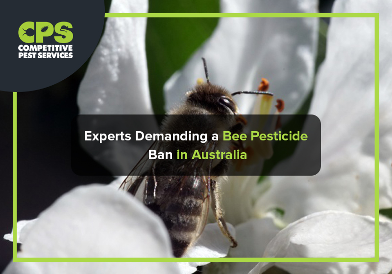 Experts Demanding a Bee Pesticide Ban in Australia