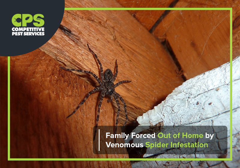 Family Forced Out of Home by Venomous Spider Infestation