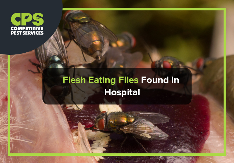 Flesh Eating Flies Found in Hospital