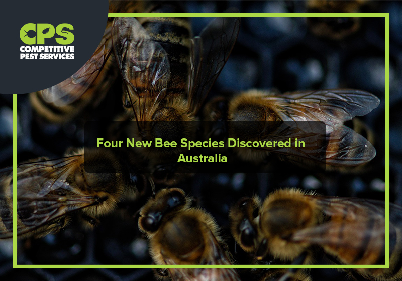 Four New Bee Species Discovered in Australia