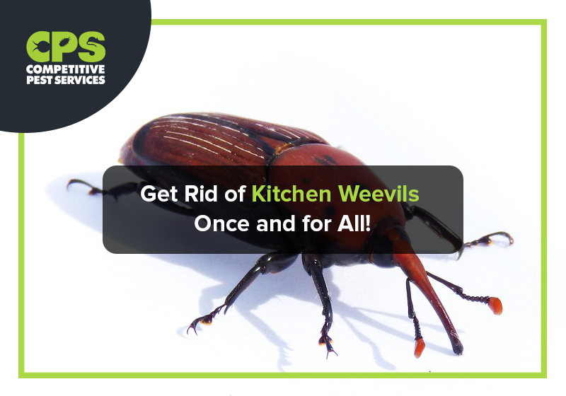 Get Rid of Kitchen Weevils Once and for All!