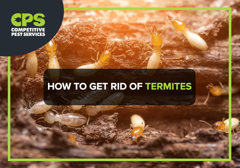 How To Get Rid Of Termites