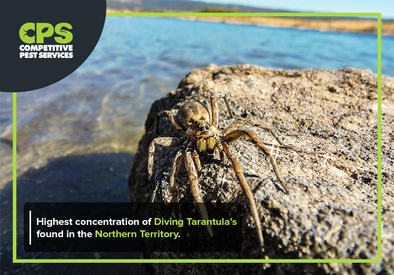 Highest concentration of Diving Tarantula’s found in the Northern Territory.
