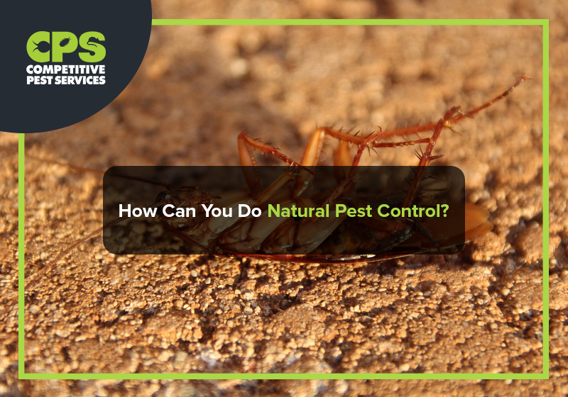 How Can You Do Natural Pest Control?