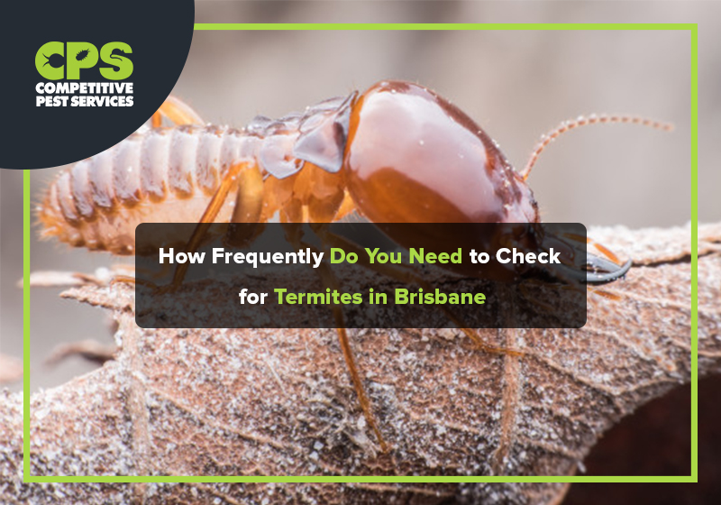 How Frequently Do You Need to Check for Termites in Brisbane