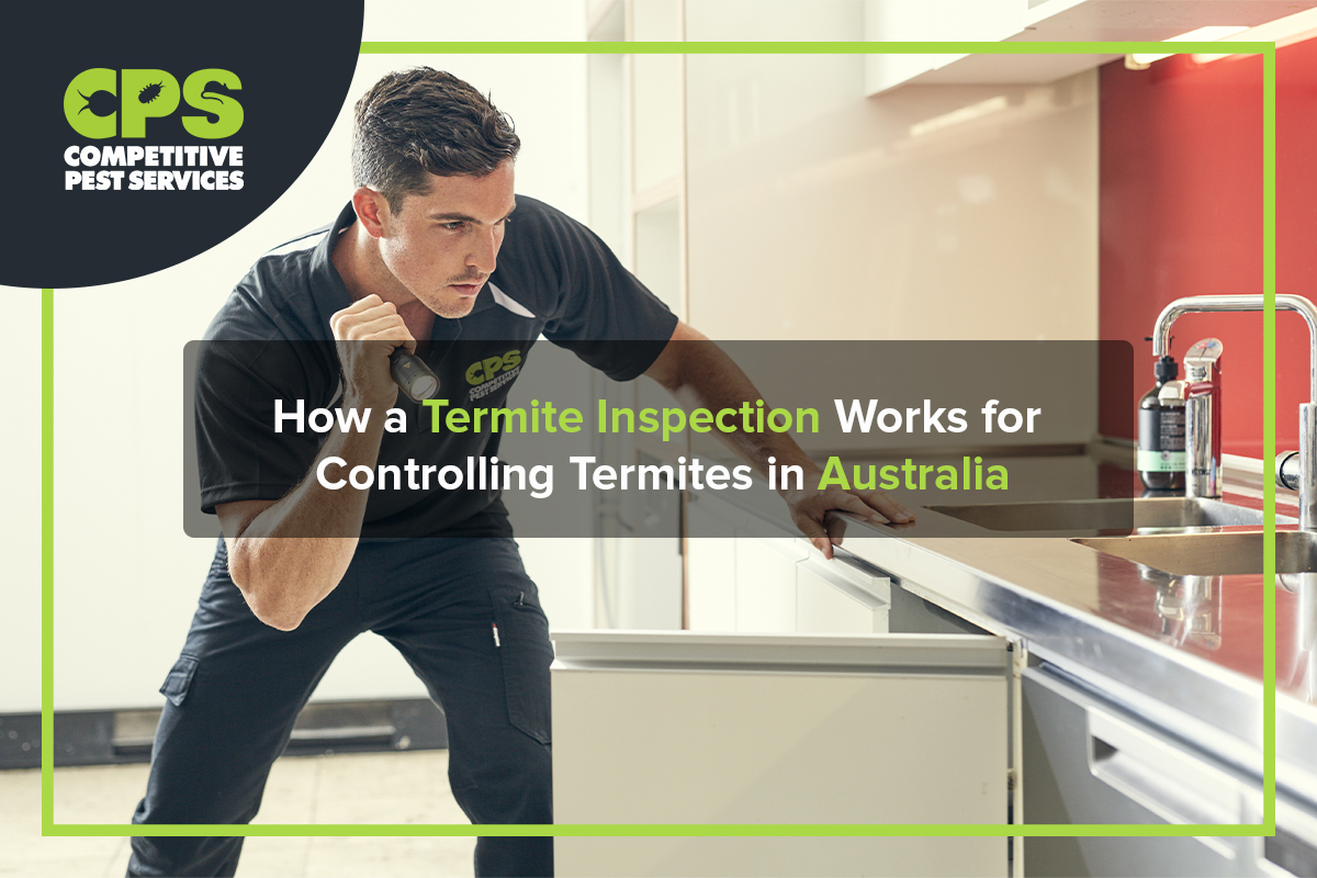 How a Termite Inspection Works for Controlling Termites in Australia