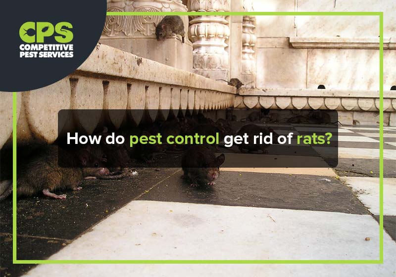 How do pest control get rid of rats?