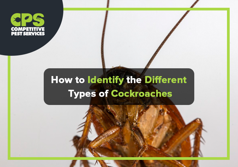 How to Identify the Different Types of Cockroaches