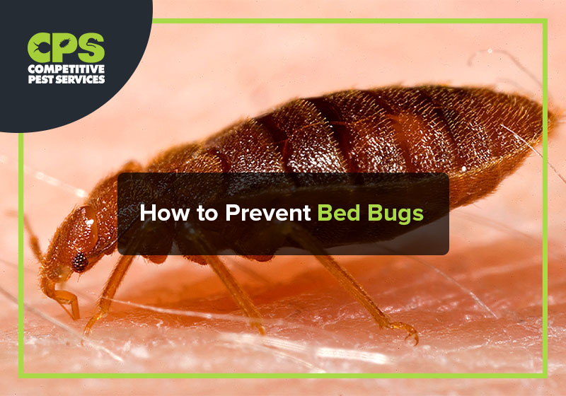 How to Prevent Bed Bugs