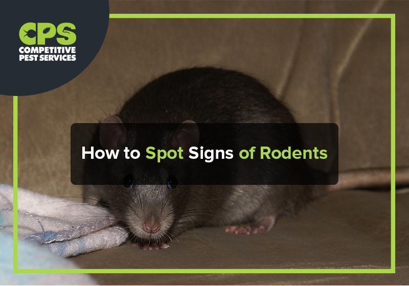 How to Spot Signs of Rodents