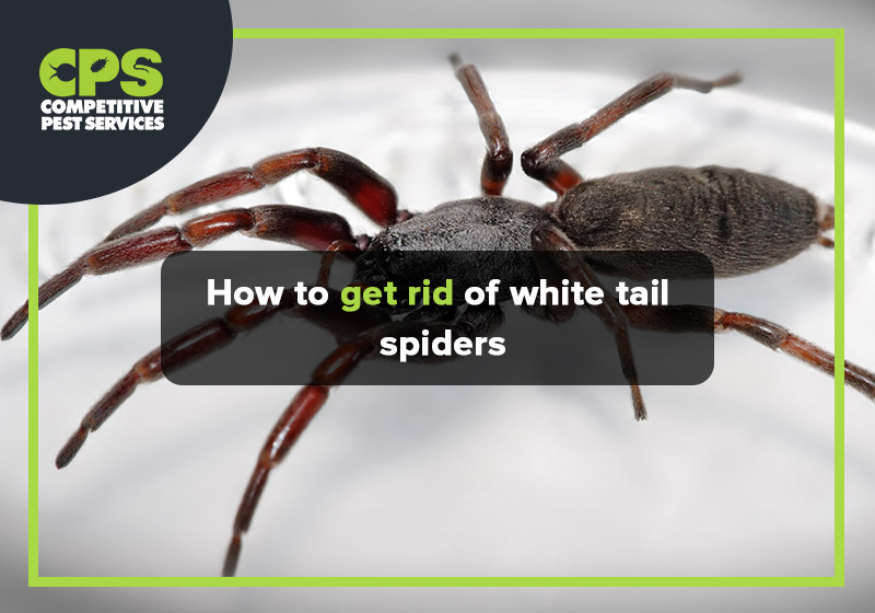 How to get Rid of White Tail Spiders