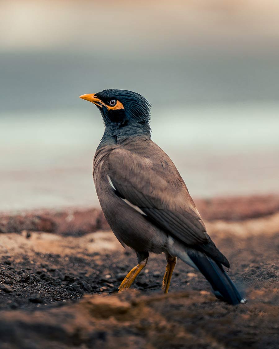 Indian Myna bird