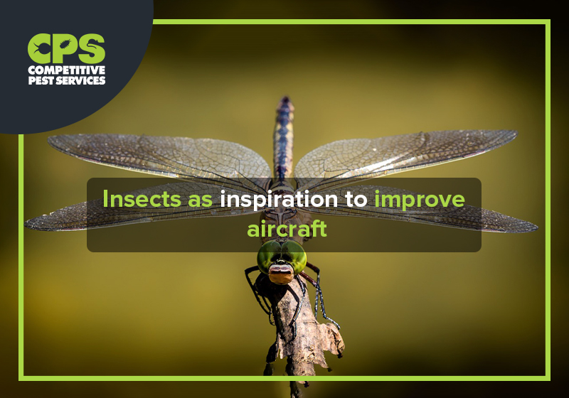 Insects as inspiration to improve aircraft