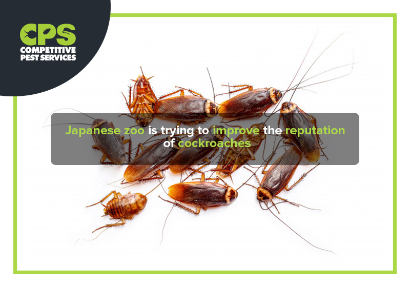 Japanese zoo is trying to improve the reputation of cockroaches